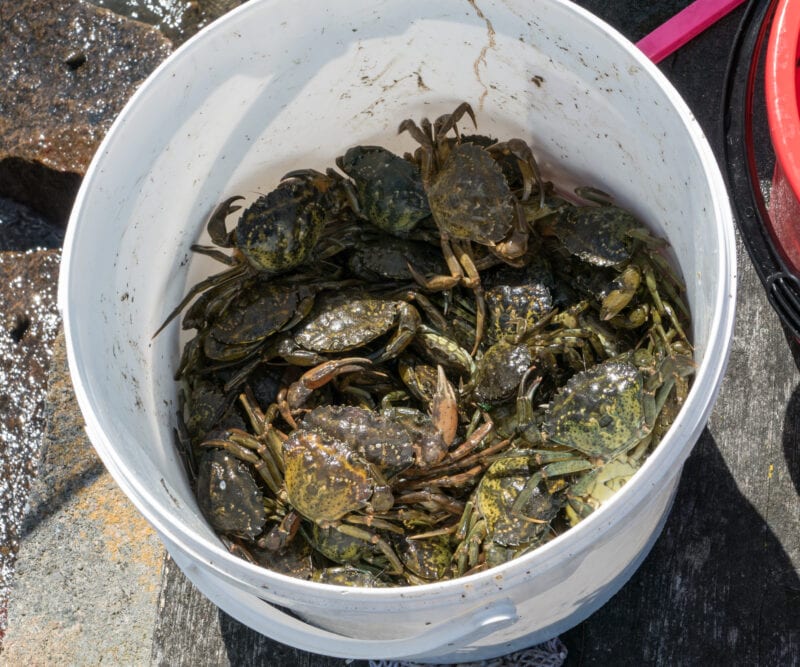 crabs-in-a-bucket-mentality