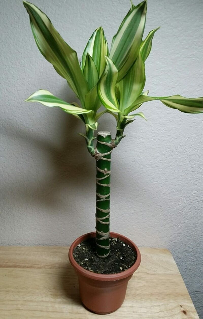 Corn-Plant-Dracena-Nasa-air-cleaning-plant