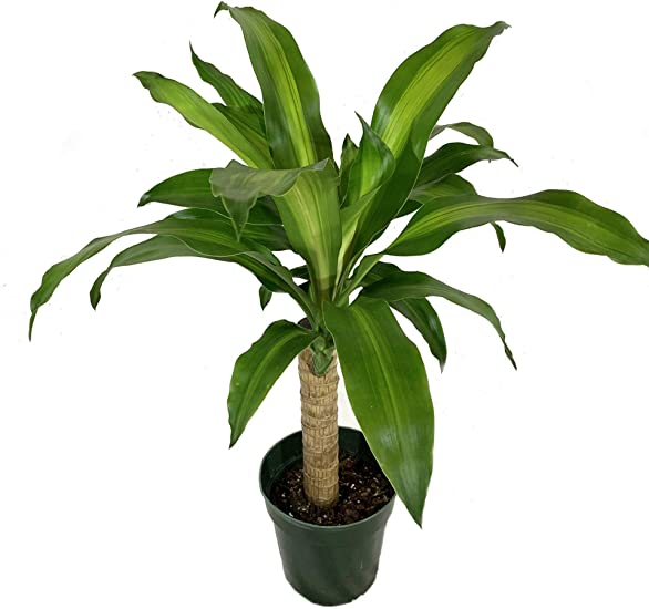 dracaena-fragrans-janet-craig-nasa-air-cleaning