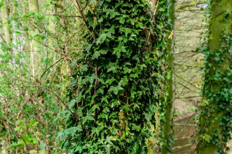 english-ivy-nasa-plant-cleaning