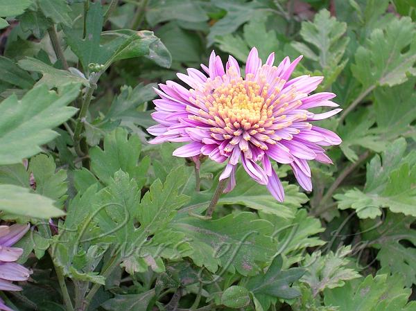 florists-chrysanthemum-nasa-air-cleaning