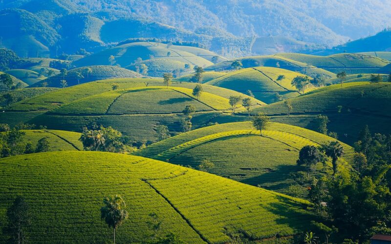 mountain-tea-leaves-andreia