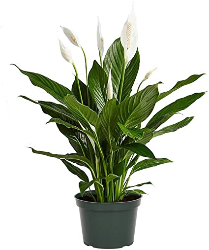 peace-lily-air-cleaning-nasa